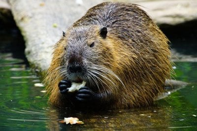 Beaver eating Fish