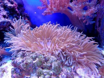 Sea anemone on a Coral Reef
