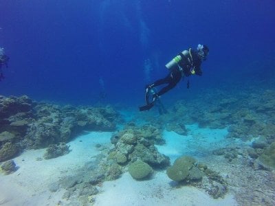 Diver in Coral Reef