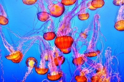 Jellyfish