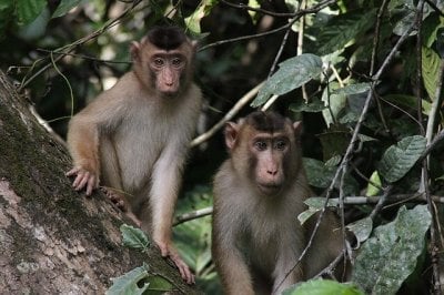 Monkeys in Borneo