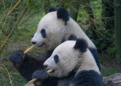 Pandas eating Bamboo