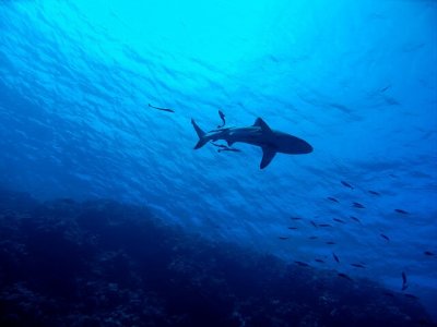 Shark swimming in Great Barrier Reef