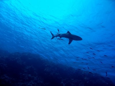 Shark swimming in the Ocean