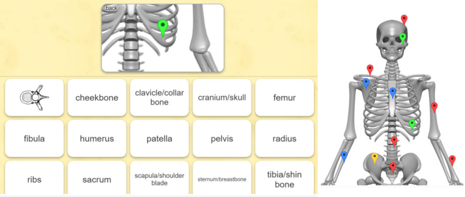 learning apps skeletal system