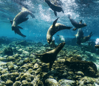 Seals on Galapagos Island