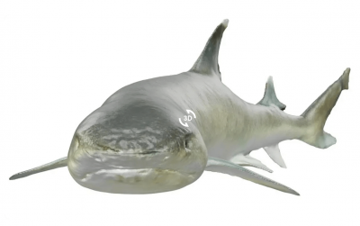 Augmented Reality shark